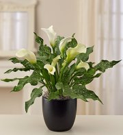 Sophisticated White Calla Lily Sophisticated White Calla Lily