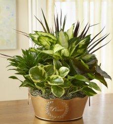 Peaceful Wishes Dish Garden Peaceful Wishes Dish Garden