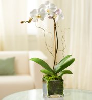White Elegant Orchid White Elegant Orchid