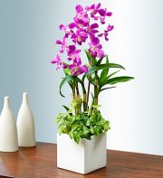 Classic Memories Orchid Garden Classic Memories Orchid Garden
