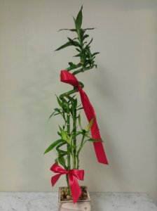 Luck is in the Bamboo Bouquet Luck is in the Bamboo Bouquet