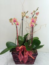 Orchid Frenzy Basket Orchid Frenzy Basket