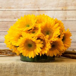 Here Come the Sunflowers