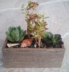 Window Box Succulent Plant Window Box Succulent Plant