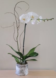 White Orchid Plant in Birch