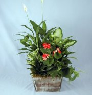 Filed Of Joy Planter Filed Of Joy Planter