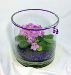 African Violet Cylinder  African Violet Cylinder
