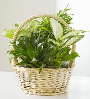Classic Dish Garden Classic Dish Garden