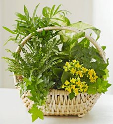 Thinking of You Dish Garden Thinking of You Dish Garden