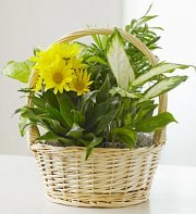 With Love Dish Garden With Love Dish Garden