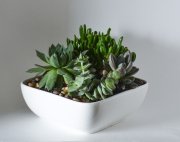 Succulent Garden Succulent Garden