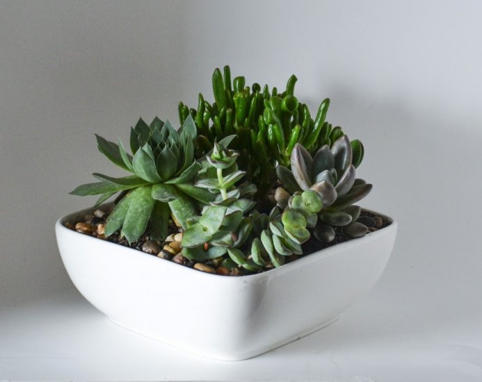 Succulent Garden - Click Image to Close