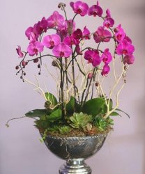 Amazing 6 Stems Orchids Planter  Amazing 6 Stems Orchids Planter