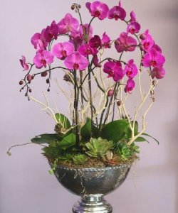 Amazing 6 Stems Orchids Planter  Amazing 6 Stems Orchids Planter