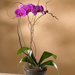 Purple Phalaenopsis Orchid