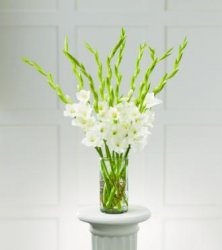 At Peace Bouquet  At Peace Bouquet