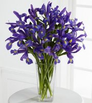 Iris Riches Bouquet Iris Riches Bouquet
