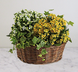 Basket Of Joy Plants