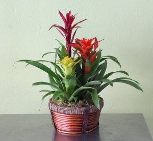 Bromeliad Basket