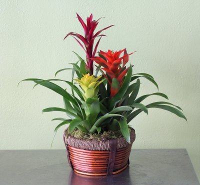 Bromeliad Basket