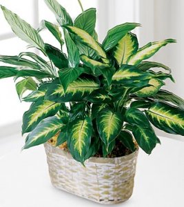 The Spathiphyllum and Dieffenbachia
