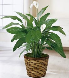 Spathiphyllum Plant
