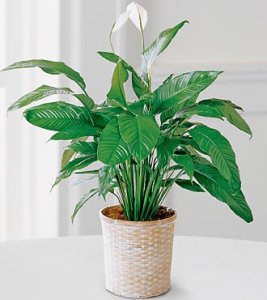 Spathiphyllum Spathiphyllum
