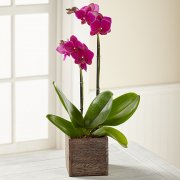 Purple Orchid in Wood Box Purple Orchid in Wood Box