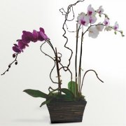 The Colorful Multi Stemmed Phalaenopsis Bouquet The Colorful Multi Stemmed Phalaenopsis Bouquet