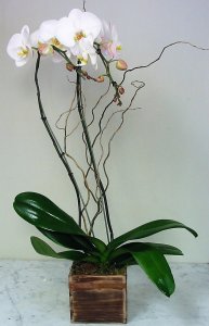 Double Stems White Phalaenopsis Orchid Umbrella in Wood Box