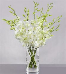 Distant Dreams Orchid Bouquet  Distant Dreams Orchid Bouquet