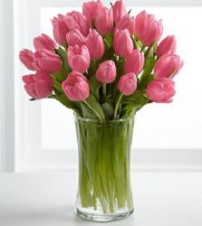Pink Prelude Tulip Bouquet- 20 Stems Pink Prelude Tulip Bouquet- 20 Stems