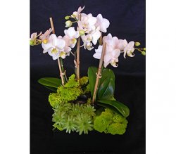 beautiful mini-Phalaenopsis Orchids  beautiful mini-Phalaenopsis Orchids