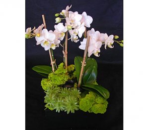 beautiful mini-Phalaenopsis Orchids