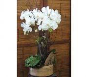Phalaenopsis Cascade Phalaenopsis Cascade