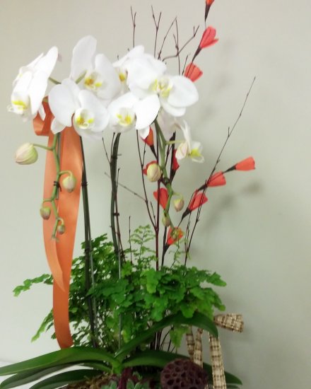 White Orchid Garden - Click Image to Close