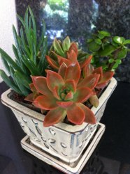 Succulent Intentions Planter