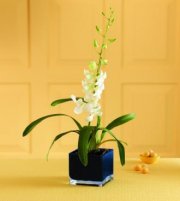 Irresistible Orchid Plant Irresistible Orchid Plant