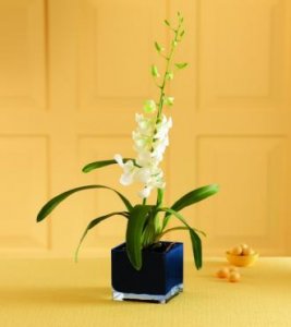 Irresistible Orchid Plant Irresistible Orchid Plant