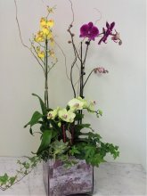 Lovely Orchid Garden Lovely Orchid Garden