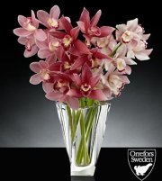 Glistening Grace Luxury Mini Cymbidium Orchid Bouquet Glistening Grace Luxury Mini Cymbidium Orchid Bouquet