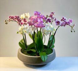 Mini Orchids Garden