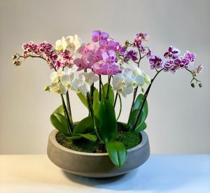 Mini Orchids Garden