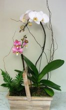 Watch Over Me Orchid Planter Watch Over Me Orchid Planter