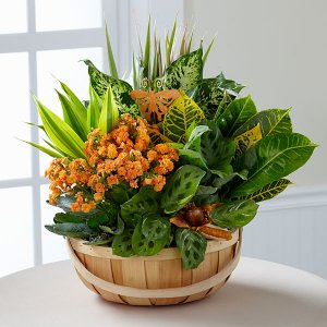 WonderFall Wishes Harvest Dishgarden WonderFall Wishes Harvest Dishgarden