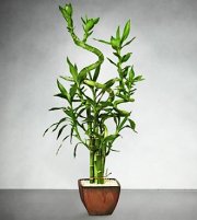 Lucky 7 Bamboo Lucky 7 Bamboo