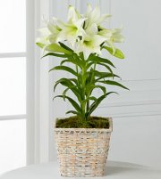 Easter Lily Plant Easter Lily Plant