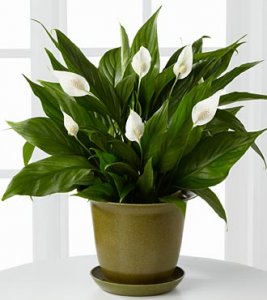 The Down to Earth Peace Lily Plant