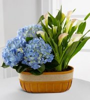 Spring Skies Hydrangea & Calla Lily Duo Spring Skies Hydrangea & Calla Lily Duo