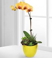 Flowering Flair Tropical Dish Garden Flowering Flair Tropical Dish Garden
